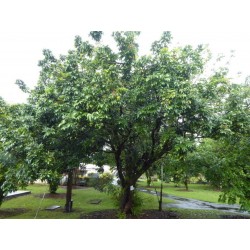 Kattöga Dimocarpus longan Frön 3.5 - 3
