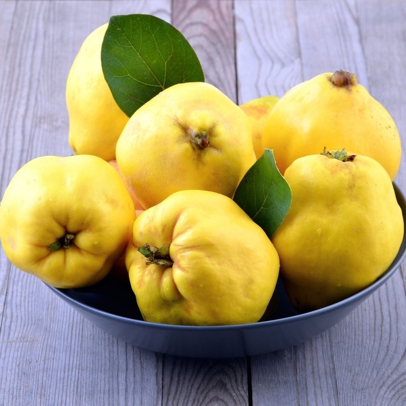 JAPANESE QUINCE.Chaenomeles Japonica 25 seeds Lovely edible fruit