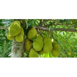 Jackfruit Seeds (Artocarpus heterophyllus) 5 - 8
