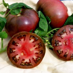 Semillas de tomate BRANDYWINE BLACK 1.85 - 2