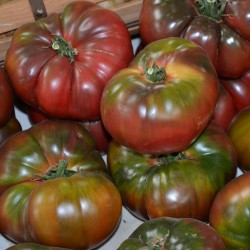 Sementes de Tomate Black Krim 1.85 - 3