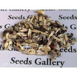 Röstmais - Mais der Anden Schwarz-Weiss Chulpe Samen 2.45 - 5