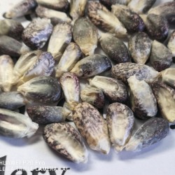 Semillas de maíz peruano Negro violeta blanco "K'uyu Chuspi" 2.45 - 2