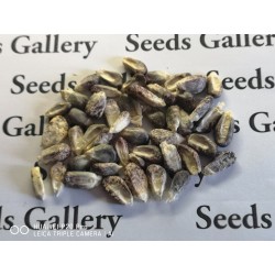 Graines de Maïs des Andes Noir Violet Blanc "K'uyu Chuspi" 2.45 - 3
