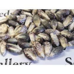 Semillas de maíz peruano Negro violeta blanco "K'uyu Chuspi" 2.45 - 5