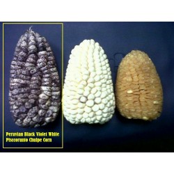 Graines de Maïs des Andes Noir Violet Blanc "K'uyu Chuspi" 2.45 - 7