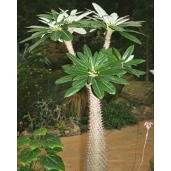 Graines de palmier de Madagascar (Pachypodium lamerei) 1.95 - 4