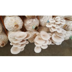 White Oyster Mushroom Mycelium Spores Seeds (Pleurotus cornucopiae) 3 - 8