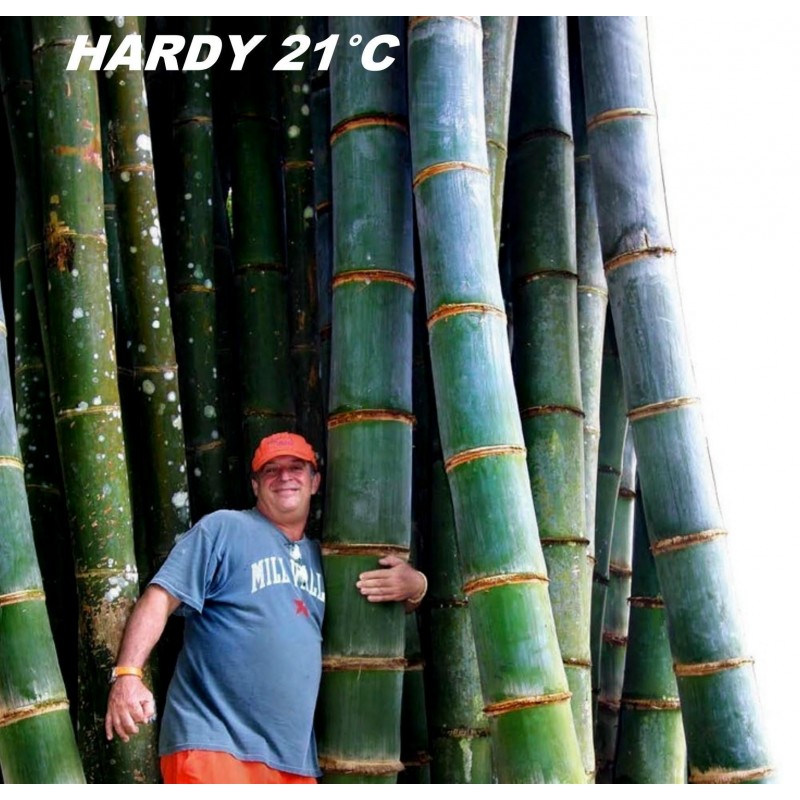 Shiny Young lady steel Giant Bamboo seeds (Phyllostachys pubescens) - السعر €2.15