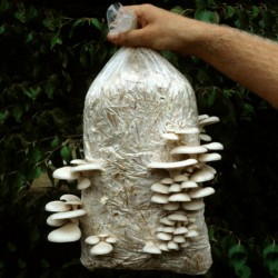 White Oyster Mushroom Mycelium Spores Seeds (Pleurotus cornucopiae) 3 - 9