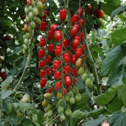 Semi di Pomodoro Mini San Marzano Giallo e rosso 1.95 - 2