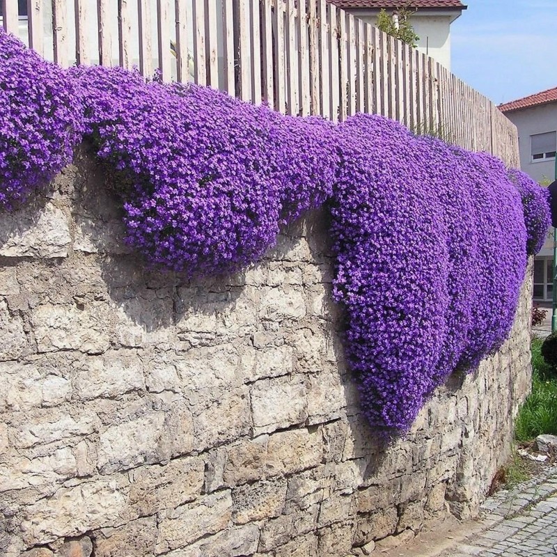 Purple Creeping Thyme Seeds Thymus, Plants Grow Low To Ground And Form Dense Cushions