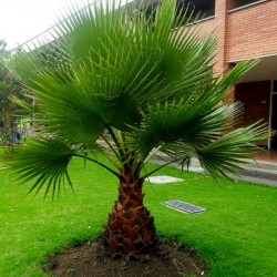 Kalifornijska lepezasta palma Seme (Washingtonia filifera) 1.75 - 1