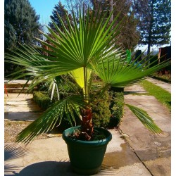 Graines de palmier à jupon, palmier de Californie (Washingtonia filifera) 1.75 - 4