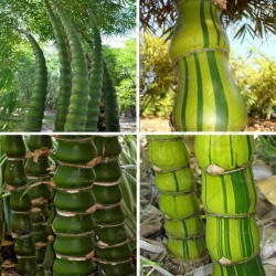 Budin Stomak Bambus Seme 1.95 - 3