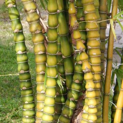 Knutbambu Bambu Fröer 1.95 - 1