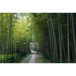 Dzinovski Trnoviti Bambus Seme Thorny bamboo 1.6 - 1
