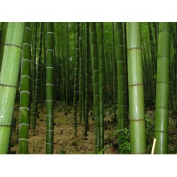 Semillas de Bambú gigante 1.6 - 2