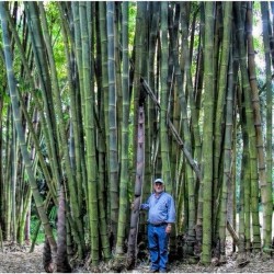 Dzinovski Trnoviti Bambus Seme Thorny bamboo 1.6 - 4