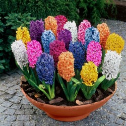 Hyacinthus orientalis bulbs (different types) 2 - 6