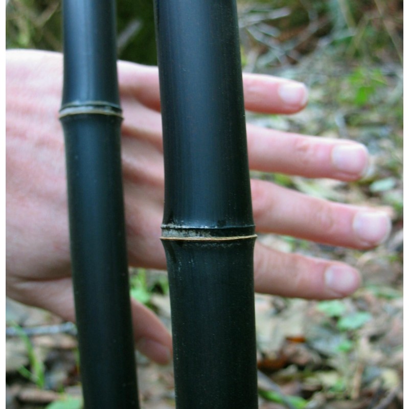 Moso black  semillas Bambu negro  Phyllostachys nigra