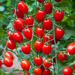 Semillas de Tomato Cherry Plum "UNO" 1.95 - 1