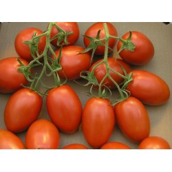Semillas de Tomato Cherry Plum "UNO" 1.95 - 2