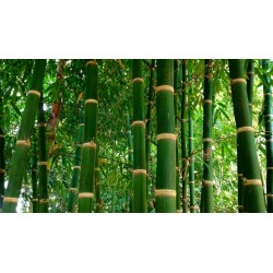 Semi di Iron Bamboo (Dendrocalamus strictus)