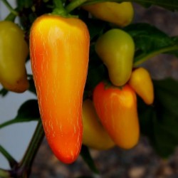 Jalapeno Numex Pinata Chili Семена 1.75 - 2