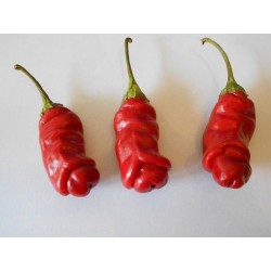 Σπόροι Τσίλι - πιπέρι Penis Chili (Peter Pepper) 3 - 4