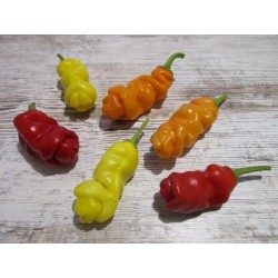 Σπόροι Τσίλι - πιπέρι Penis Chili (Peter Pepper) 3 - 5