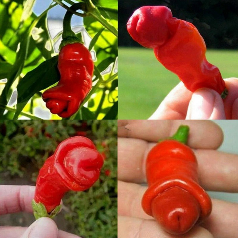 Pimiento Penis Chili 100 Semillas - Erotico Rojo 40 - 14