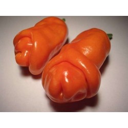 Peperoncino Penis Chili 100 Sementi 40 - 3