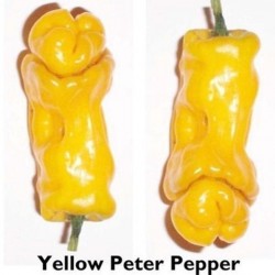 Penis Chili 100 Semena (Peter Pepper) 40 - 6