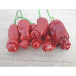 Pimiento Penis Chili 100 Semillas - Erotico Rojo 40 - 13