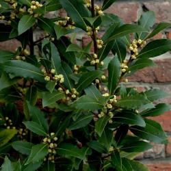 Lager eller lagerträd 100 Frön (växt) (Laurus nobilis) 15 - 2