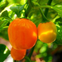 Σπόροι Τσίλι πιπέρι Habanero Apple Orange 2.5 - 2