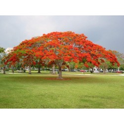 Το Δέντρο της Φωτιάς Σπόροι (Delonix regia) 2.25 - 4