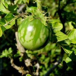 Graines de POMME DE SODOME (Solanum linnaeanum) 1.45 - 4