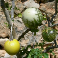 Μήλο των Σοδόμων Σπόρων (Solanum sodomeum) 1.45 - 1