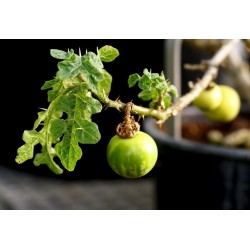 Sodomsapfel Samen (Solanum linnaeanum) 1.45 - 5
