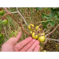 Sodomsapfel Samen (Solanum linnaeanum) 1.45 - 6