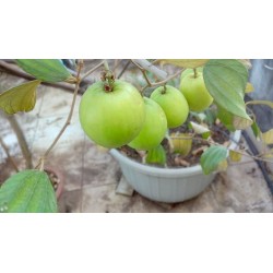 Indian Jujube Seeds (Ziziphus mauritiana) 3.5 - 4