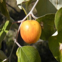 Indian Jujube Seeds (Ziziphus mauritiana) 3.5 - 2