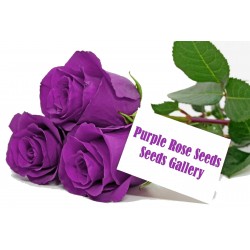 Semi di Purple Rose 2.5 - 2