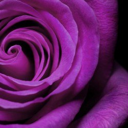 Purple Rose Samen 2.5 - 1