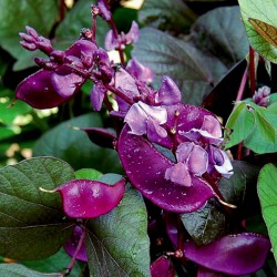 Hyacinth Bean, Lablab-Bean Seeds (Lablab purpureus) 2.049999 - 1