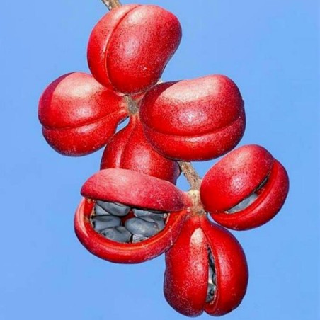 Bastard Poon Tree, Java Olive Tree Seeds 4.75 - 7