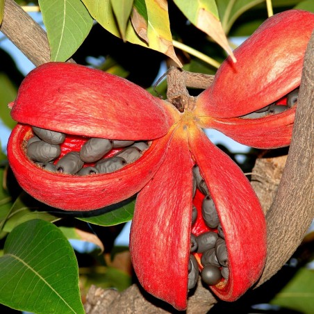 Bastard Poon Tree, Java Olive Tree Seeds 4.75 - 1