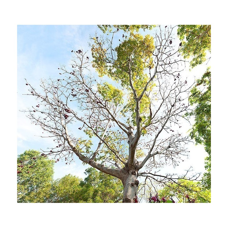 Semilas de Olivo De Java (Sterculia foetida) 4.75 - 2